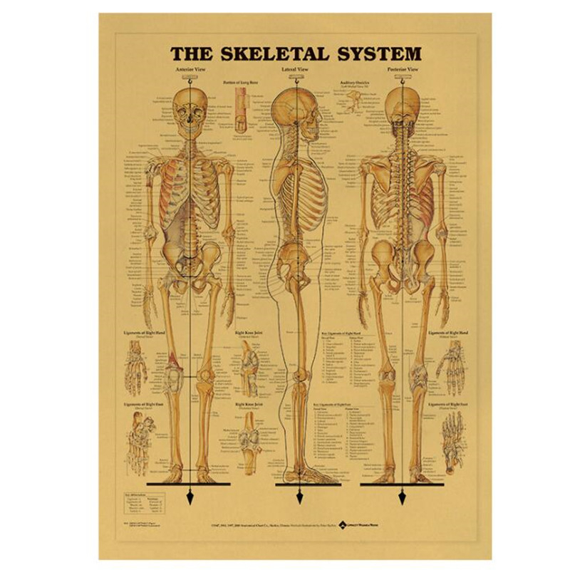Home Decor Indonesia - Vintage The Skeletal System Medical Poster